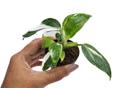 2" Philodendron White Knight